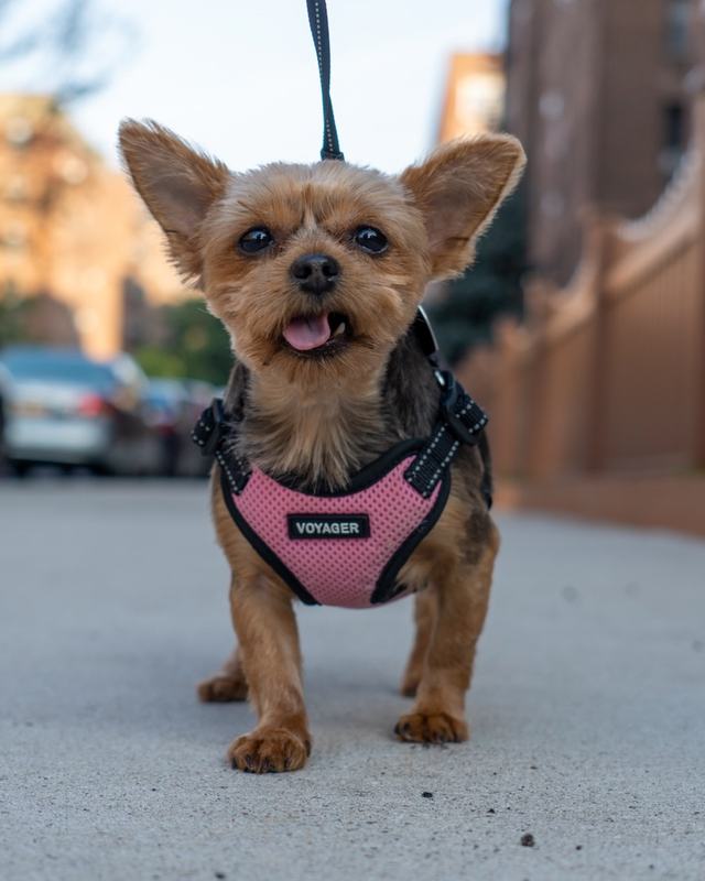 Lulu